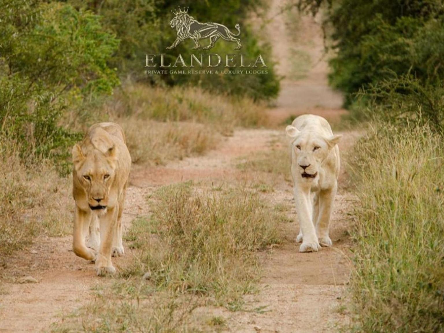 Elandela Private Game Reserve And Luxury Lodges Pty Ltd Hoedspruit Exterior photo