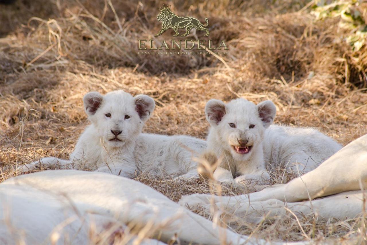 Elandela Private Game Reserve And Luxury Lodges Pty Ltd Hoedspruit Exterior photo