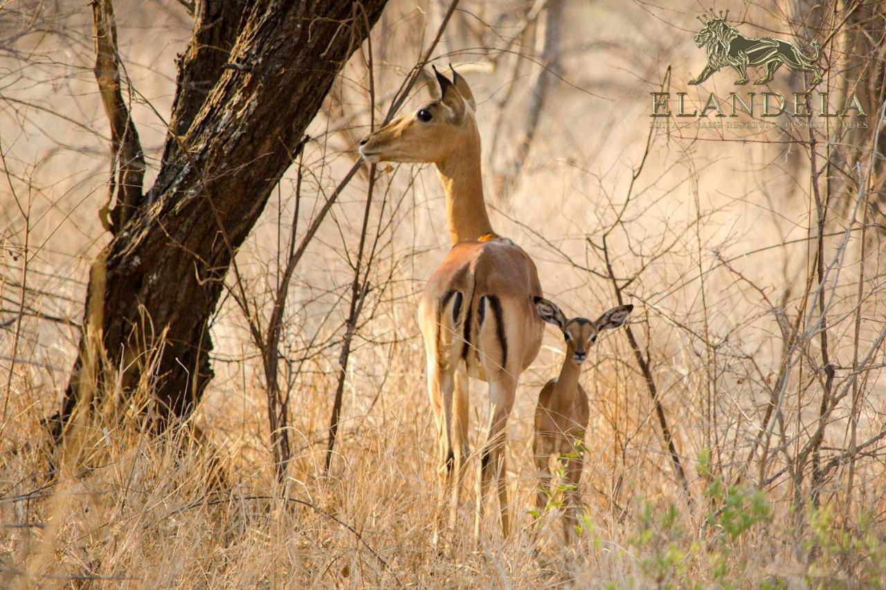 Elandela Private Game Reserve And Luxury Lodges Pty Ltd Hoedspruit Exterior photo